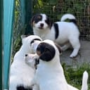 Jack russell terrier