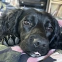 Cocker spaniel