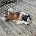 Saint Bernard