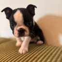 Bostonterrier