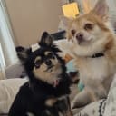 Pomchi