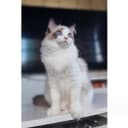 Ragdoll