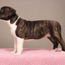 American staffordshire terrier