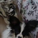Papillon