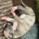 Whippet