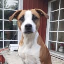 DanskSvensk gårdshund-Staffordshire bullterrier"