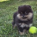 Pomeranian