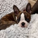 Bostonterrier