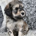 Labradoodle