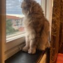 Persian