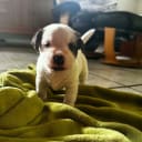 Jack russell terrier