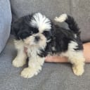 Shih tzu