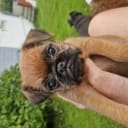 Griffon bruxellois