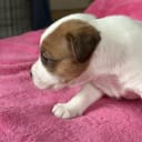 Jack russell terrier