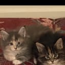 Maine Coon