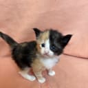 Norsk skogkatt