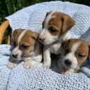 Jack Russell Terrier