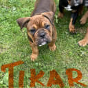 Olde english bulldogge