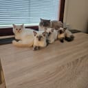 Ragdoll