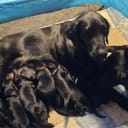 Flatcoated retriever