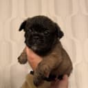 Fransk bulldogg