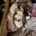Staffordshire bull terrier