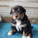 Australian Shepherd