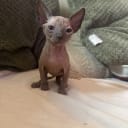 Sphynx