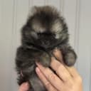 Pomeranian