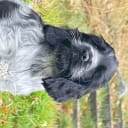 Cocker spaniel