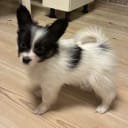 Papillon