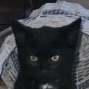 Norsk skogkatt