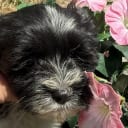 Bichon havanais