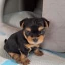 Yorkshireterrier