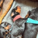 Manchester Terrier