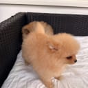 Pomeranian