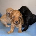 Miniature Poodle