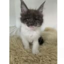 Maine Coon