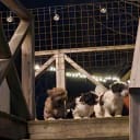 Havanese