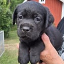 Labrador retriever