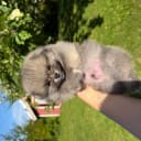 Pomeranian