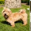 Bichon havanais