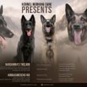 Belgian Shepherd Groenendael
