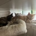 Maine Coon
