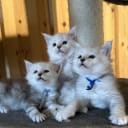 Maine Coon