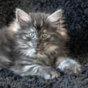 Norsk skogkatt