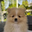 Pomeranian