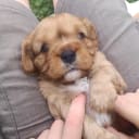Cavalier king charles spaniel