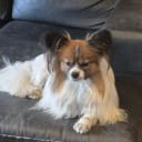 Papillon