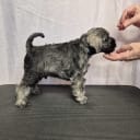 Miniature Schnauzer